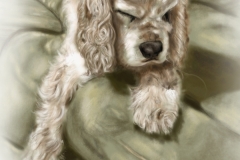 cocker_spaniel_sc