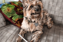 yorkshire_terrior_scaled